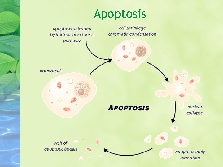 Apoptosis 