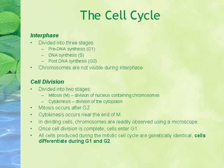 The Cell Cycle Interphase • Divided into three stages – Pre-DNA synthesis (G 1)
