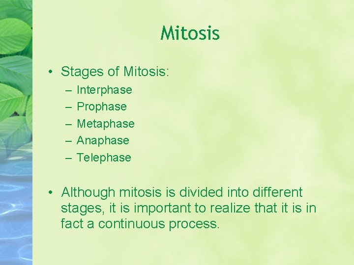 Mitosis • Stages of Mitosis: – – – Interphase Prophase Metaphase Anaphase Telephase •