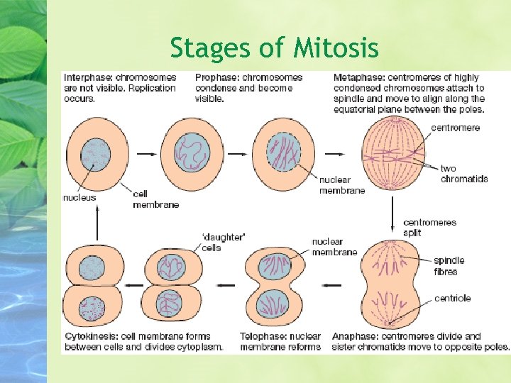 Stages of Mitosis 