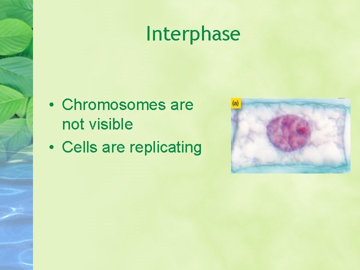 Interphase • Chromosomes are not visible • Cells are replicating 