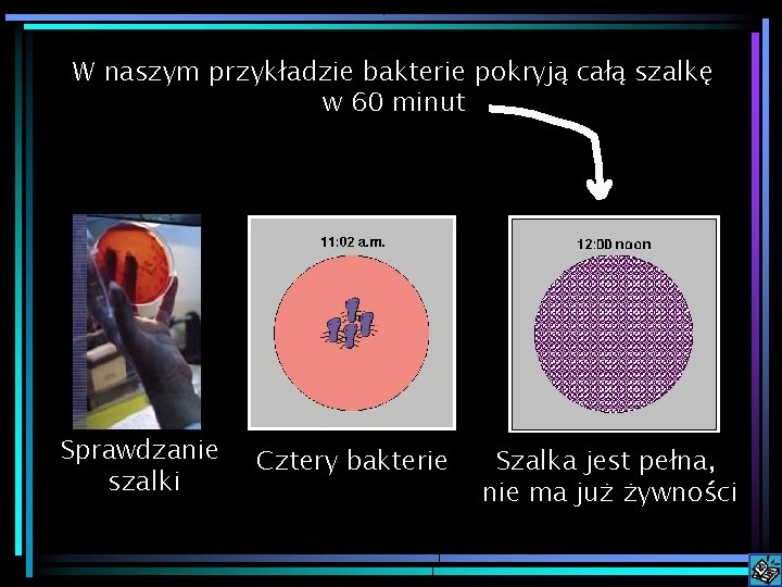 W naszym przykładzie bakterie pokryją całą szalkę w 60 minut Sprawdzanie szalki Cztery bakterie