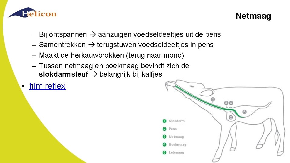 Netmaag – – Bij ontspannen aanzuigen voedseldeeltjes uit de pens Samentrekken terugstuwen voedseldeeltjes in