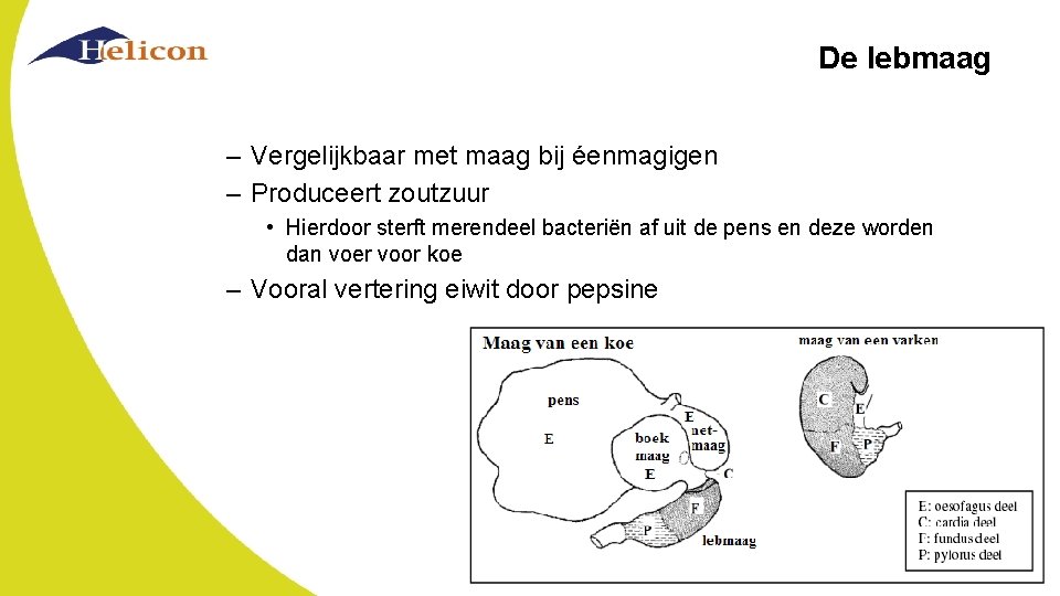 De lebmaag – Vergelijkbaar met maag bij éenmagigen – Produceert zoutzuur • Hierdoor sterft