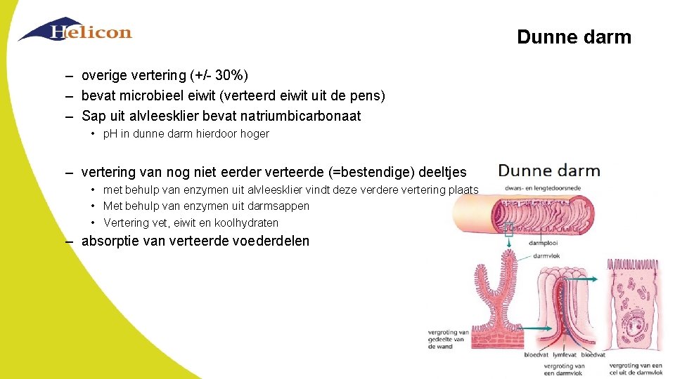 Dunne darm – overige vertering (+/- 30%) – bevat microbieel eiwit (verteerd eiwit uit