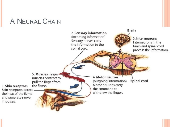 A NEURAL CHAIN 