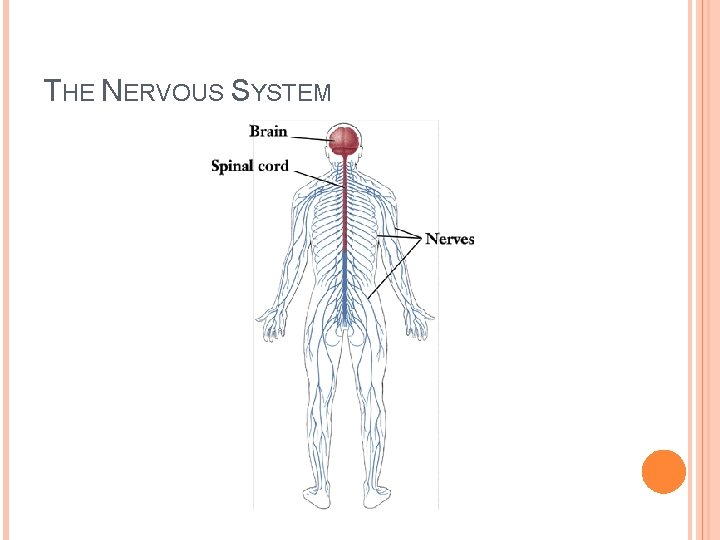 THE NERVOUS SYSTEM 
