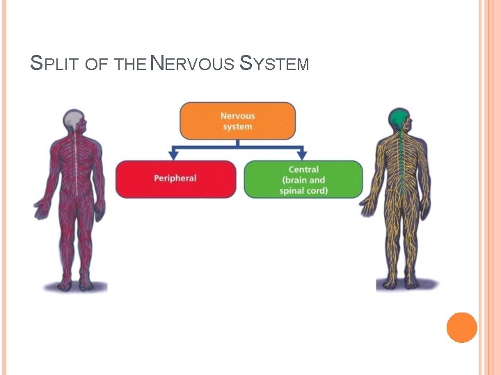 SPLIT OF THE NERVOUS SYSTEM 