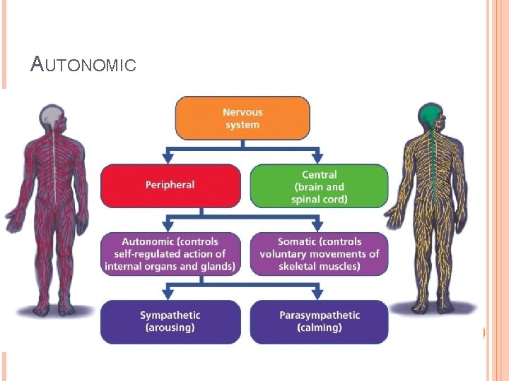 AUTONOMIC 