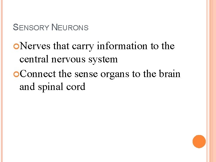 SENSORY NEURONS Nerves that carry information to the central nervous system Connect the sense