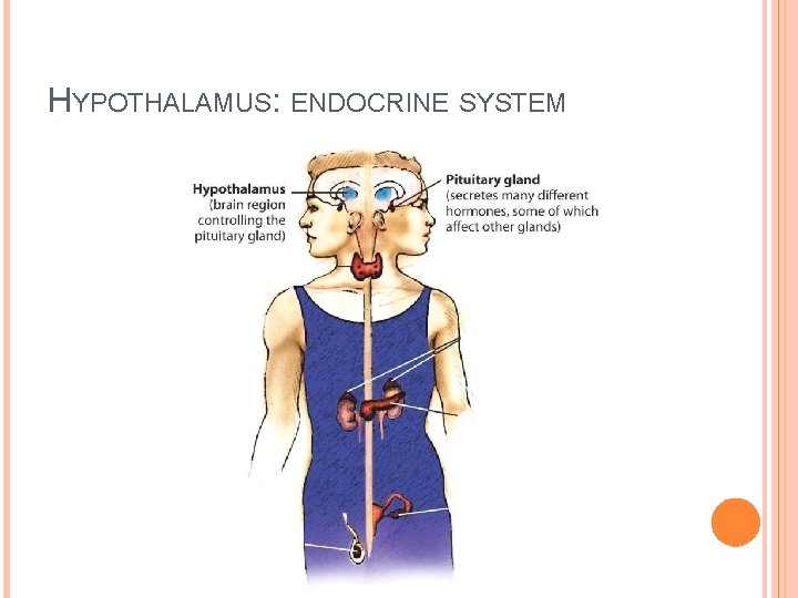 HYPOTHALAMUS: ENDOCRINE SYSTEM 