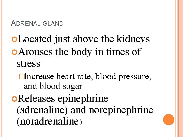 ADRENAL GLAND Located just above the kidneys Arouses the body in times of stress