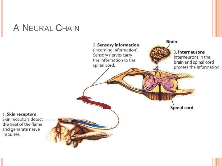 A NEURAL CHAIN 