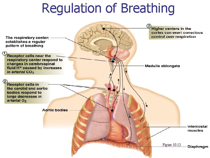 Regulation of Breathing Figure 10. 13 