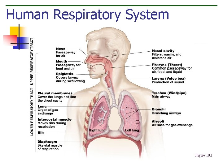Human Respiratory System Figure 10. 1 