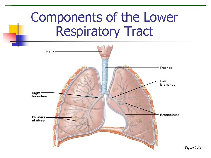 Components of the Lower Respiratory Tract Figure 10. 3 