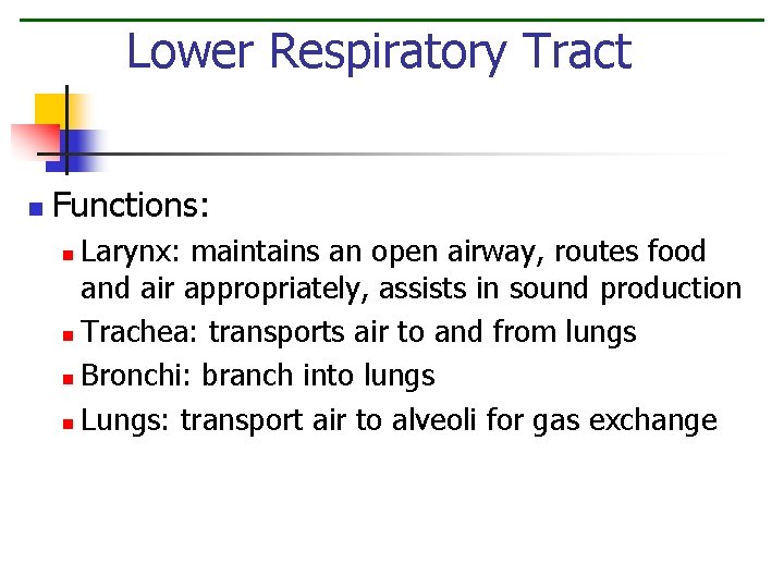 Lower Respiratory Tract n Functions: Larynx: maintains an open airway, routes food and air