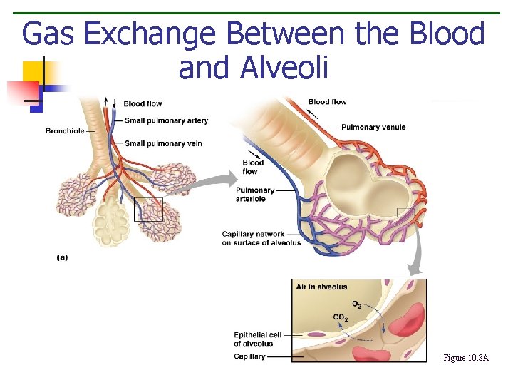 Gas Exchange Between the Blood and Alveoli Figure 10. 8 A 