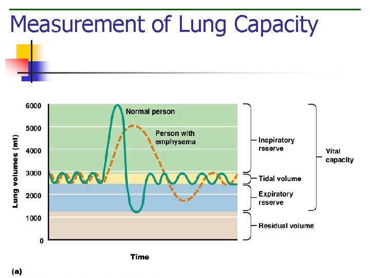 Measurement of Lung Capacity Figure 10. 10 A 