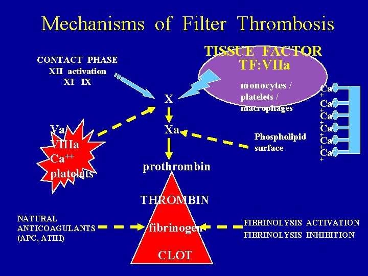 Mechanisms of Filter Thrombosis TISSUE FACTOR TF: VIIa CONTACT PHASE XII activation XI IX