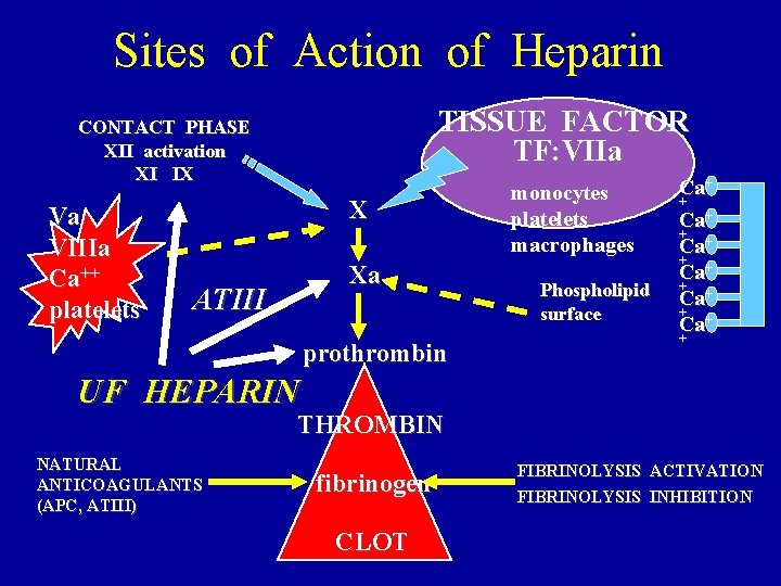 Sites of Action of Heparin TISSUE FACTOR TF: VIIa CONTACT PHASE XII activation XI