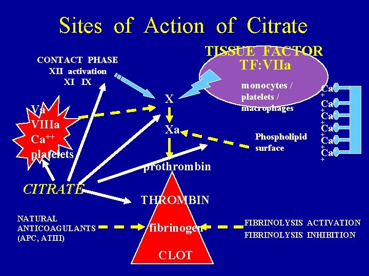 Sites of Action of Citrate TISSUE FACTOR TF: VIIa CONTACT PHASE XII activation XI