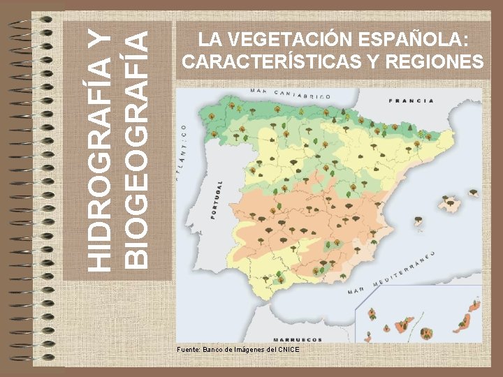 HIDROGRAFÍA Y BIOGEOGRAFÍA LA VEGETACIÓN ESPAÑOLA: CARACTERÍSTICAS Y REGIONES Fuente: Banco de Imágenes del