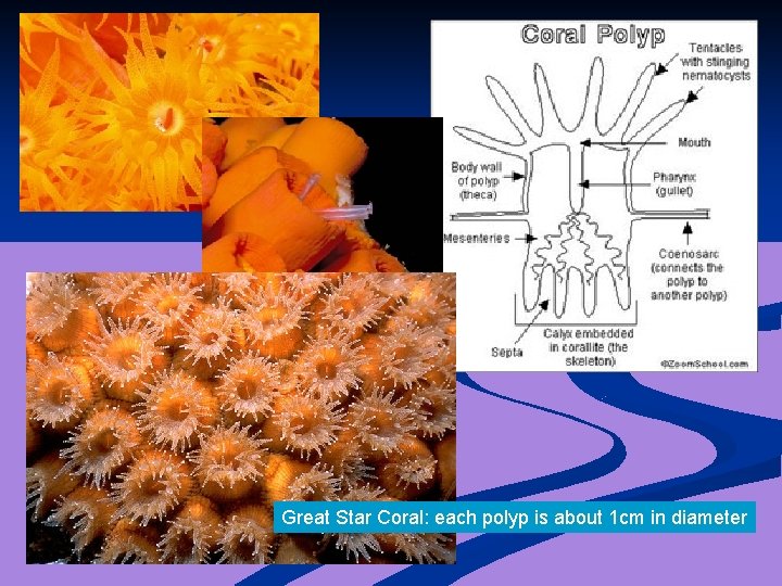 Great Star Coral: each polyp is about 1 cm in diameter 