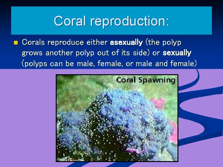 Coral reproduction: n Corals reproduce either asexually (the polyp grows another polyp out of
