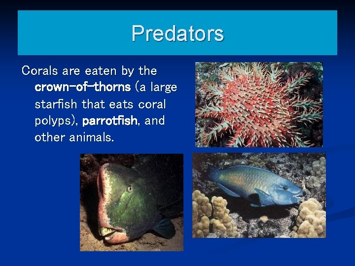 Predators Corals are eaten by the crown-of-thorns (a large starfish that eats coral polyps),