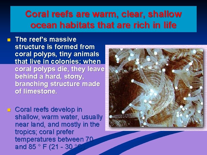 Coral reefs are warm, clear, shallow ocean habitats that are rich in life n