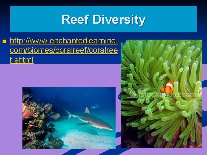 Reef Diversity n http: //www. enchantedlearning. com/biomes/coralreef/coralree f. shtml 