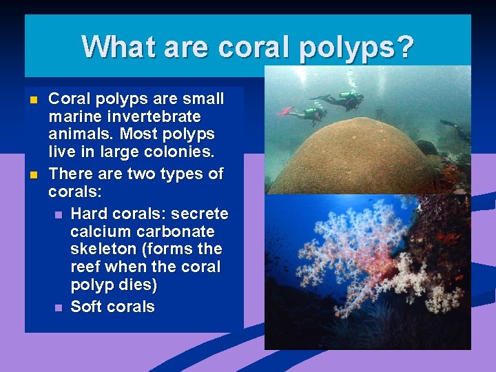 What are coral polyps? n n Coral polyps are small marine invertebrate animals. Most