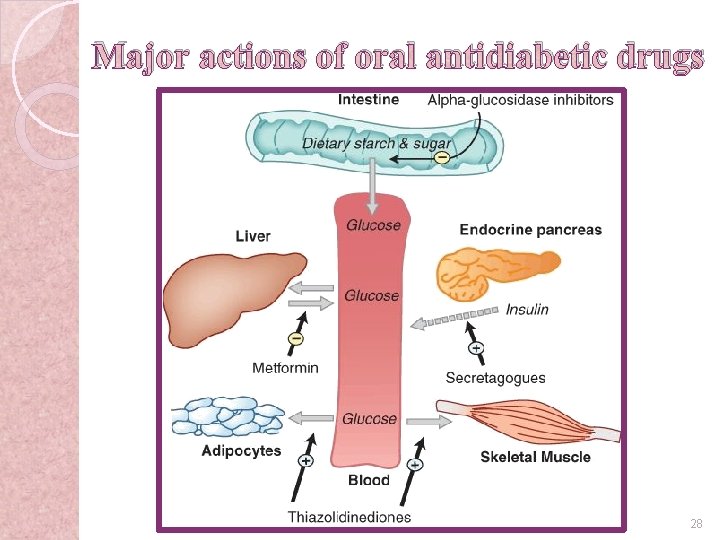 Major actions of oral antidiabetic drugs 28 