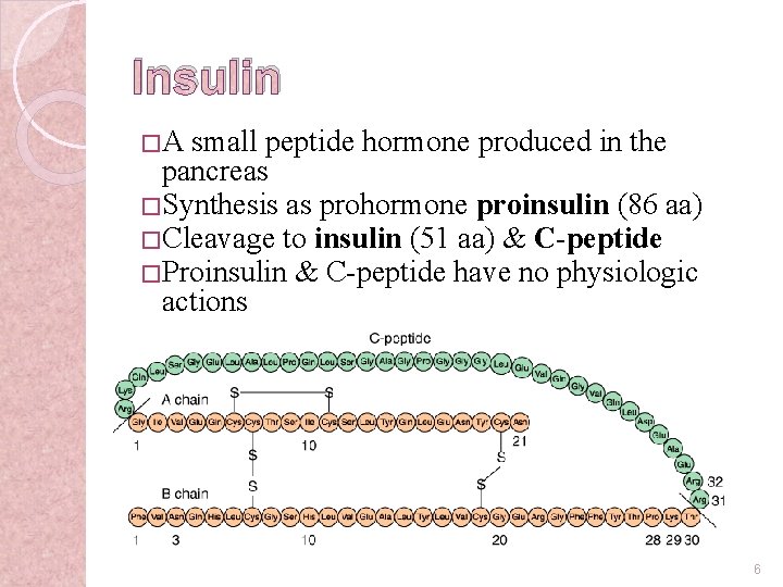 Insulin �A small peptide hormone produced in the pancreas � Synthesis as prohormone proinsulin