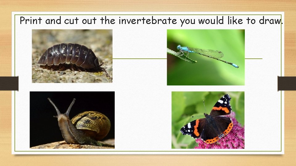 Print and cut out the invertebrate you would like to draw. 