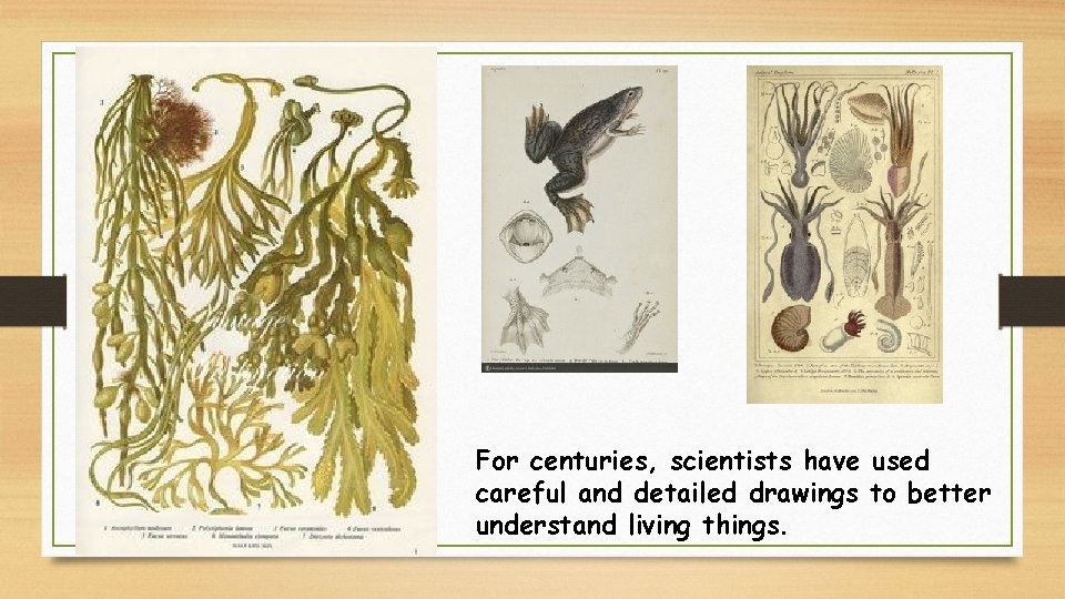 For centuries, scientists have used careful and detailed drawings to better understand living things.