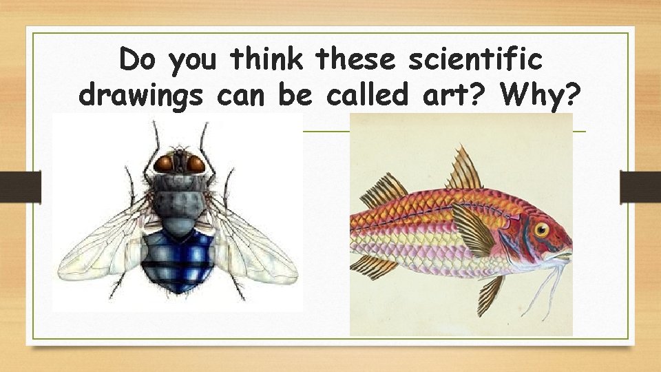Do you think these scientific drawings can be called art? Why? 