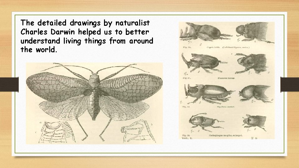 The detailed drawings by naturalist Charles Darwin helped us to better understand living things