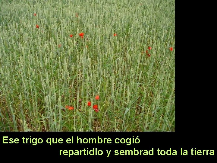 Ese trigo que el hombre cogió repartidlo y sembrad toda la tierra 