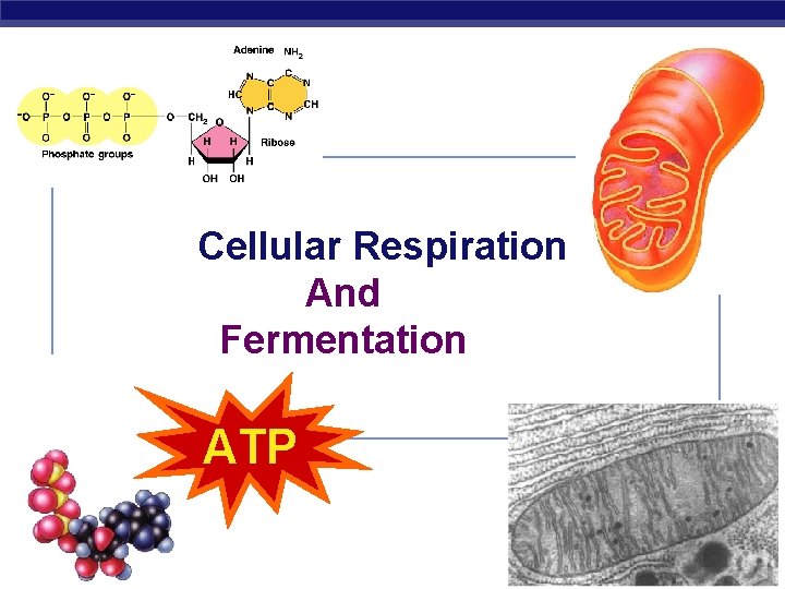 Cellular Respiration And Fermentation ATP 