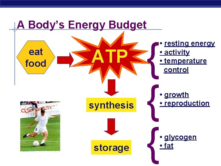 A Body’s Energy Budget eat food ATP synthesis storage { { { • resting