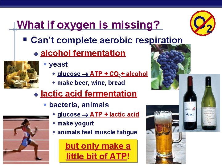 What if oxygen is missing? § Can’t complete aerobic respiration u alcohol fermentation §