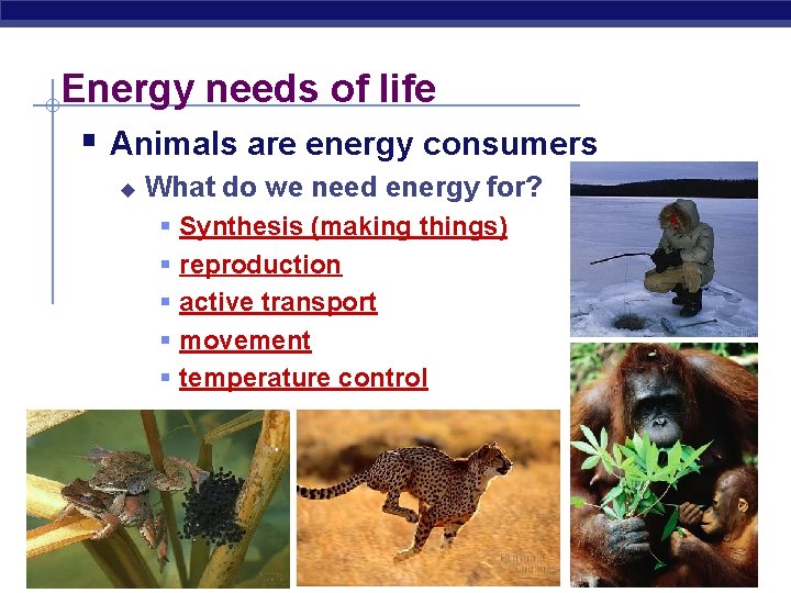 Energy needs of life § Animals are energy consumers u What do we need