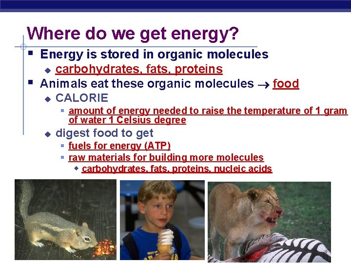 Where do we get energy? § Energy is stored in organic molecules § carbohydrates,