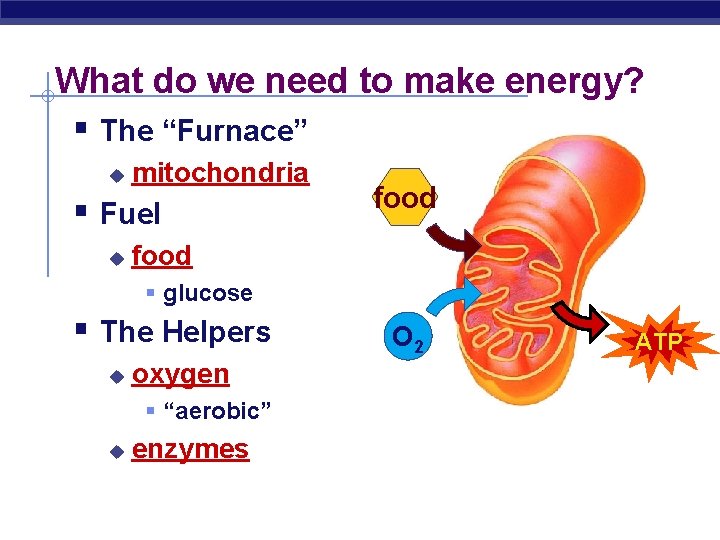What do we need to make energy? § The “Furnace” u mitochondria § Fuel