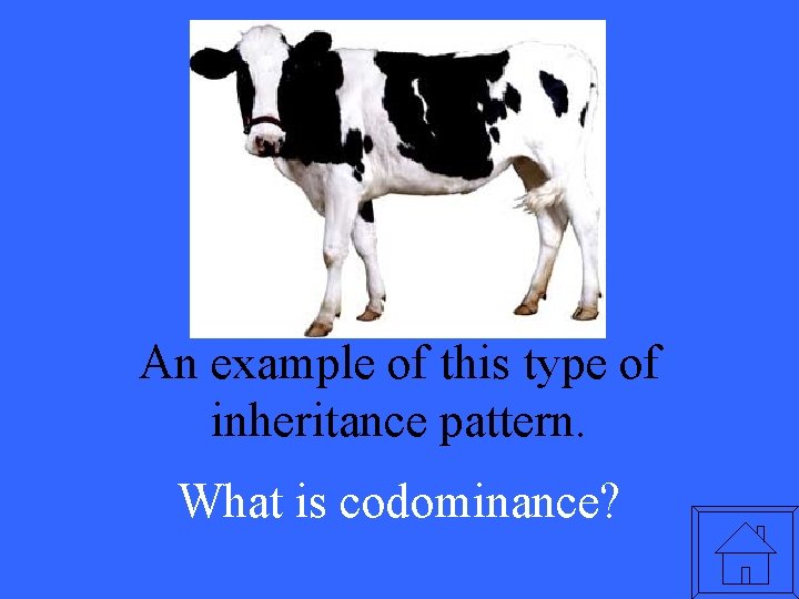 An example of this type of inheritance pattern. What is codominance? 
