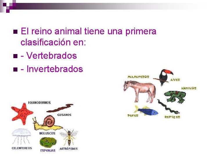 El reino animal tiene una primera clasificación en: n - Vertebrados n - Invertebrados