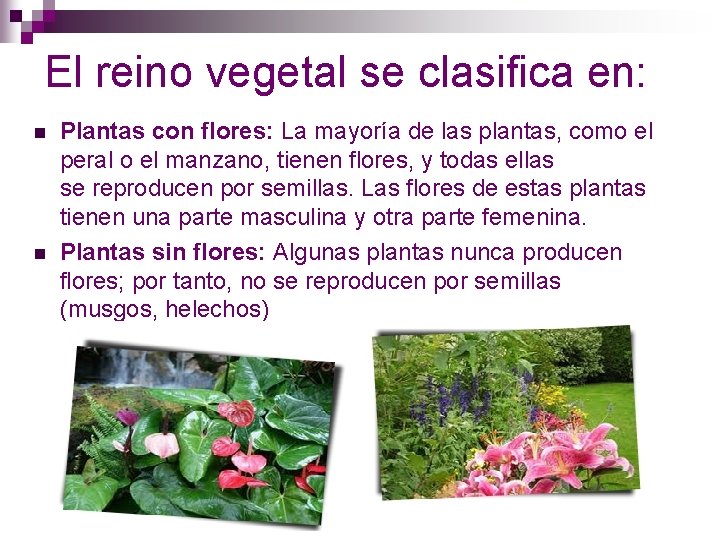 El reino vegetal se clasifica en: n n Plantas con flores: La mayoría de