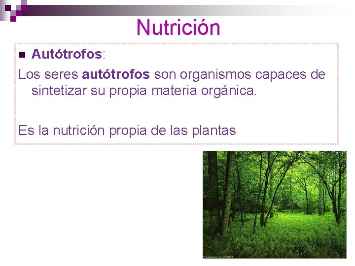Nutrición Autótrofos: Los seres autótrofos son organismos capaces de sintetizar su propia materia orgánica.